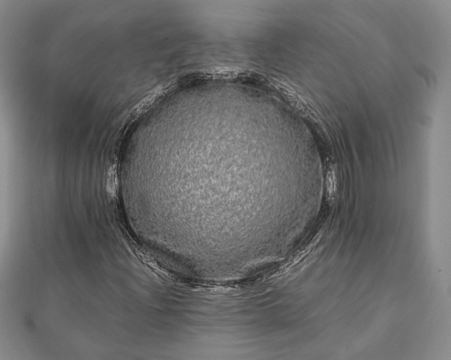 X0000111841204200907301042