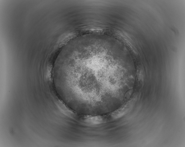 X0000111840185200908061301