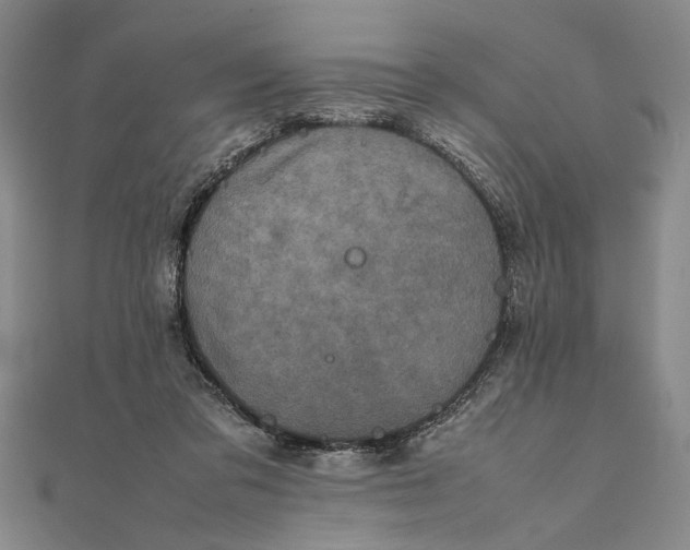 X0000111840309200908061259