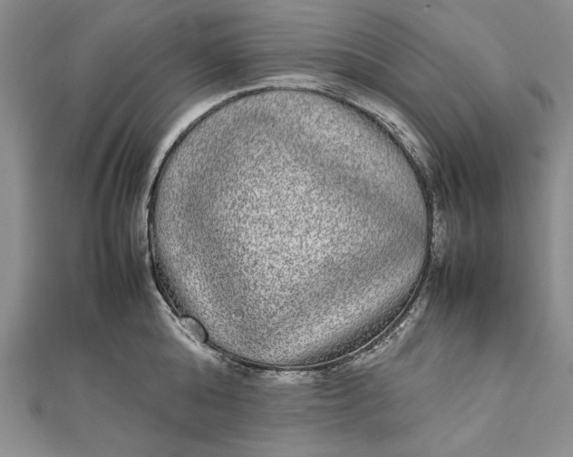 X0000111840808200908061252