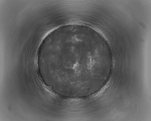 X0000111840830200908061252