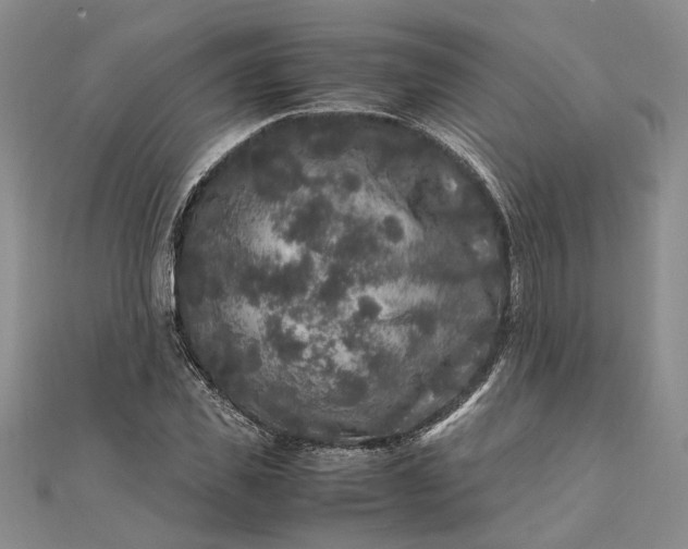 X0000111840925200908061250