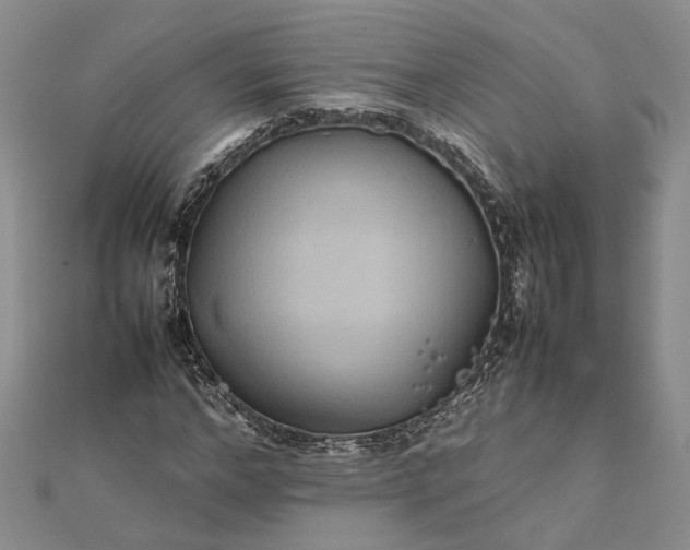 X0000111840968200908061250