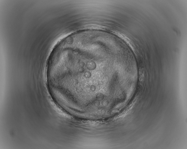 X0000111840987200908061250