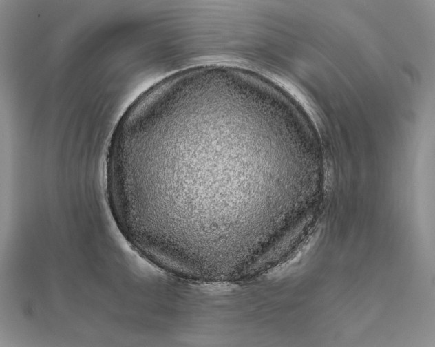 X0000111840999200908061250