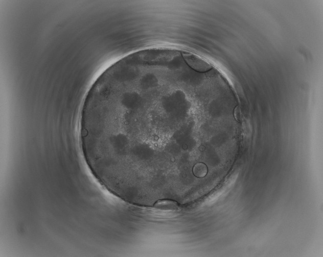 X0000111841007200908061250