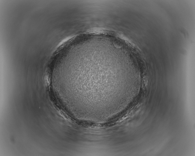 X0000111841206200908061246