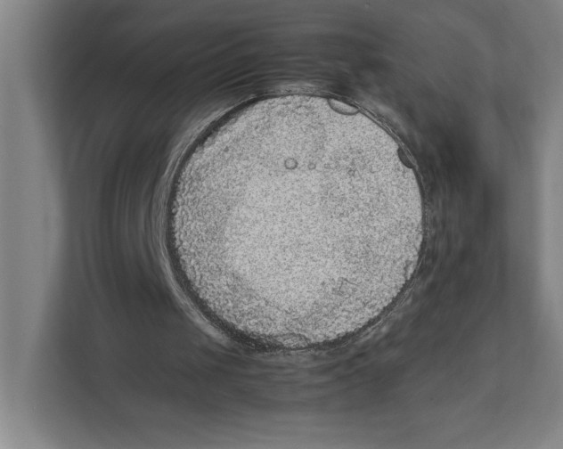 X0000111840049200908201225