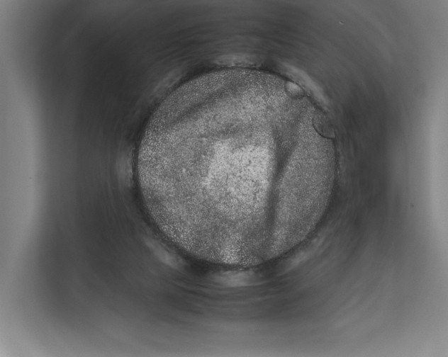 X0000111840065200908201225