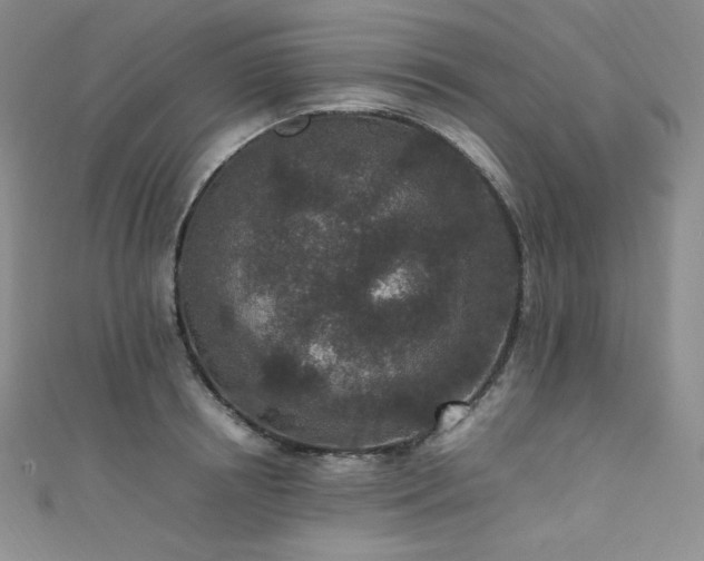 X0000111850850200907231427