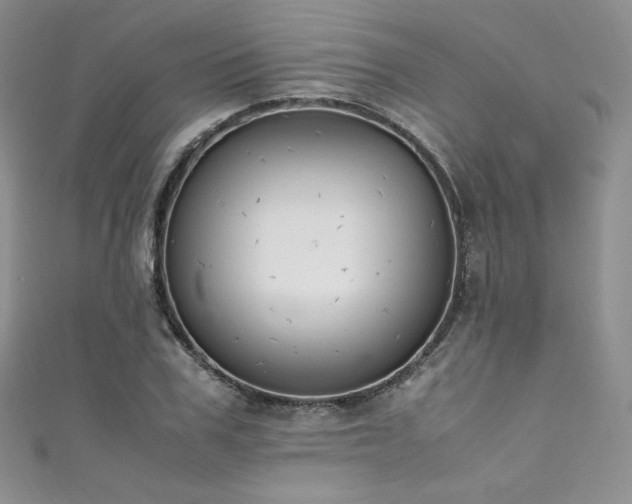 X0000111850979200907231425