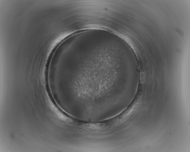 X0000111850995200907231425