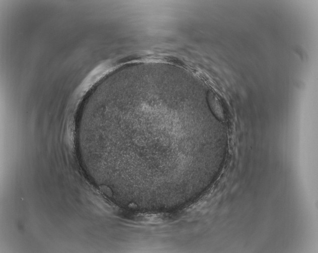 X0000111850295200907301116