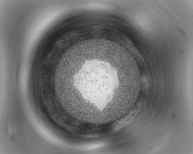 X0000111850765200907301110