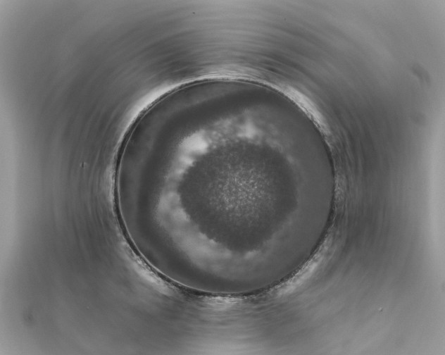 X0000111850854200907301109
