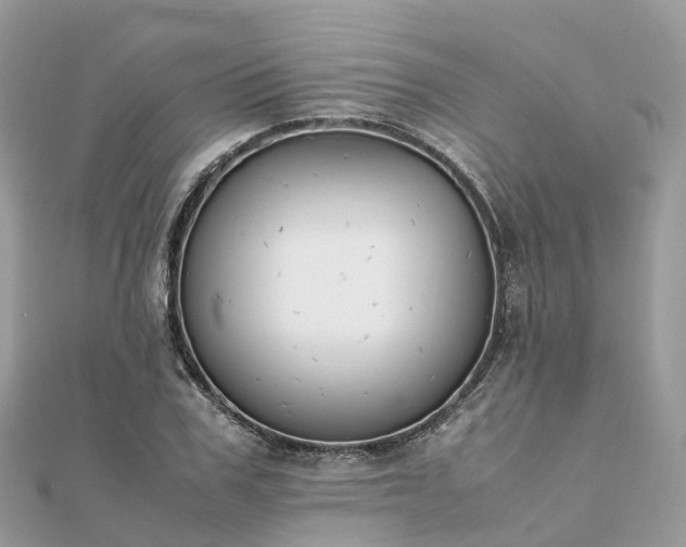 X0000111850979200907301107