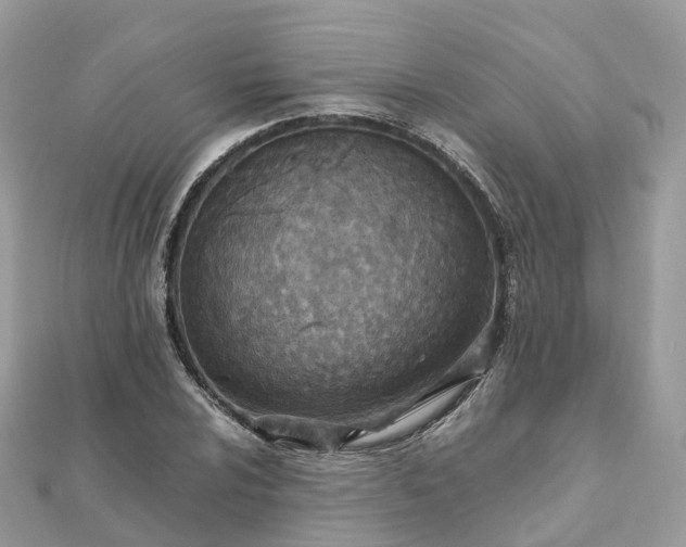 X0000111851024200907301106