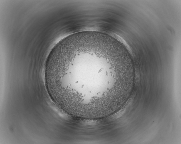 X0000111851035200907301106