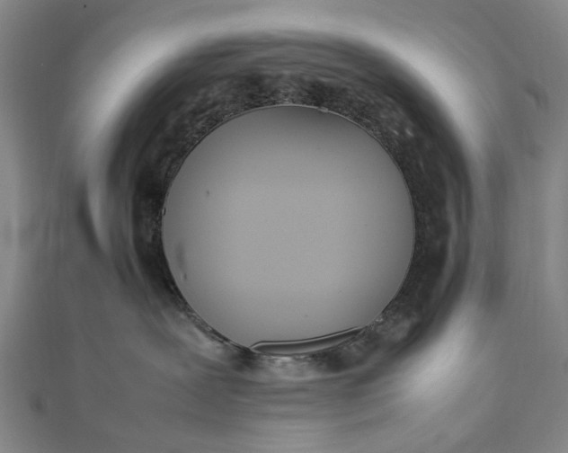 X0000111850239200908061321