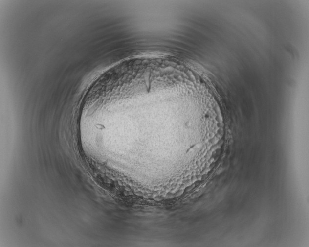 X0000111850337200908061319