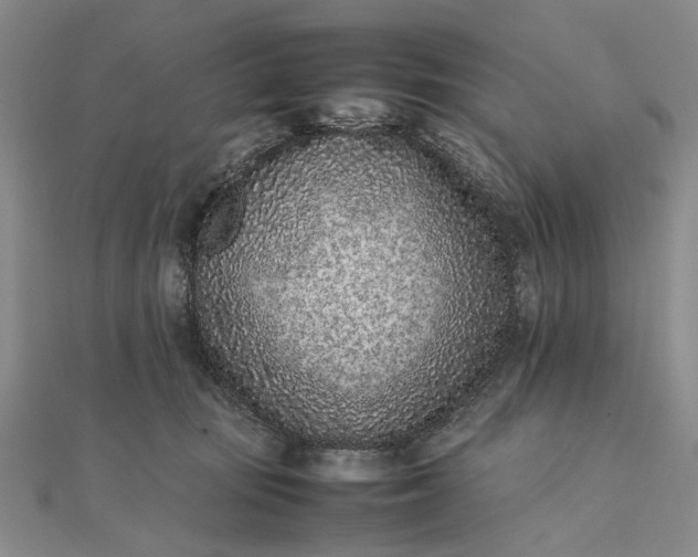 X0000111850371200908061319