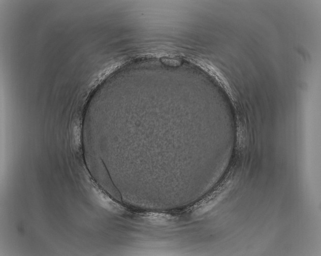 X0000111850393200908061319