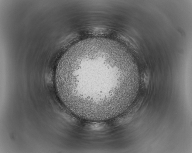 X0000111850663200908061315