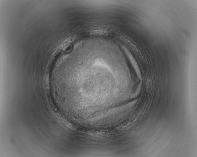 X0000111850729200908061314