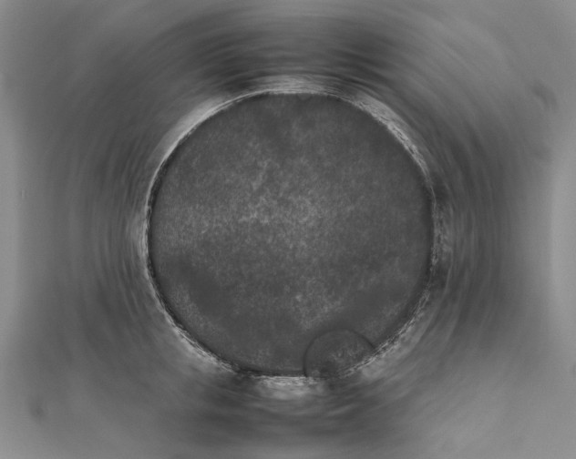 X0000111850853200908061313