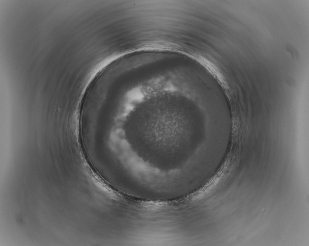 X0000111850854200908061313