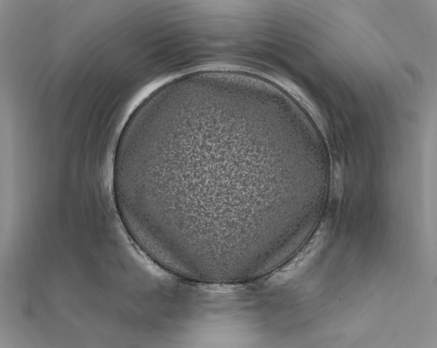 X0000111850862200908061313