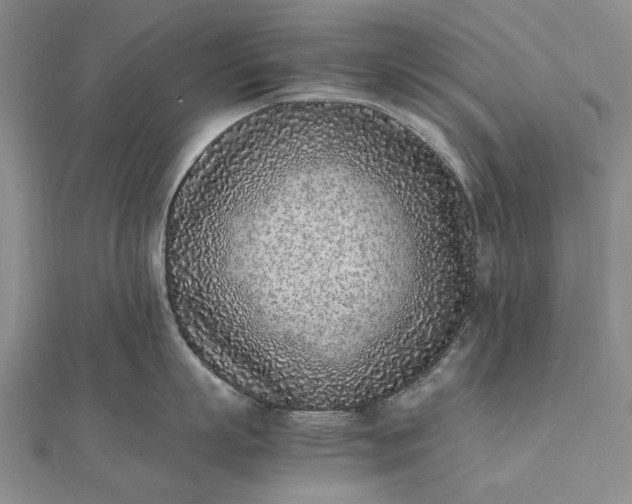 X0000111850863200908061313