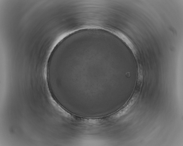 X0000111850958200908061312