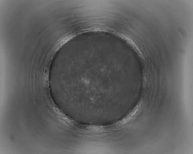 X0000111850977200908061311