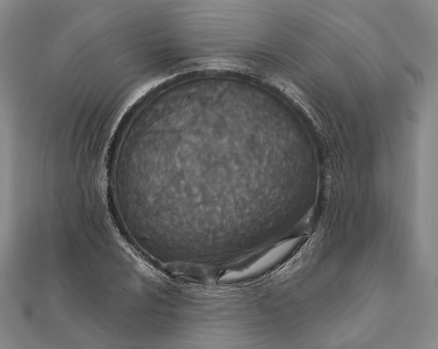 X0000111851024200908061310