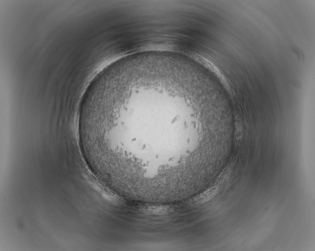 X0000111851035200908061310