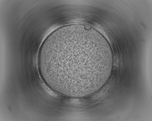 X0000111851098200908061309