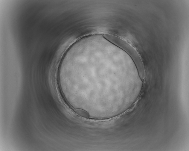 X0000111850001200908131448