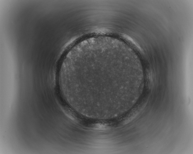 X0000111850496200908131442