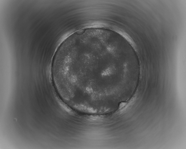 X0000111850850200908131437