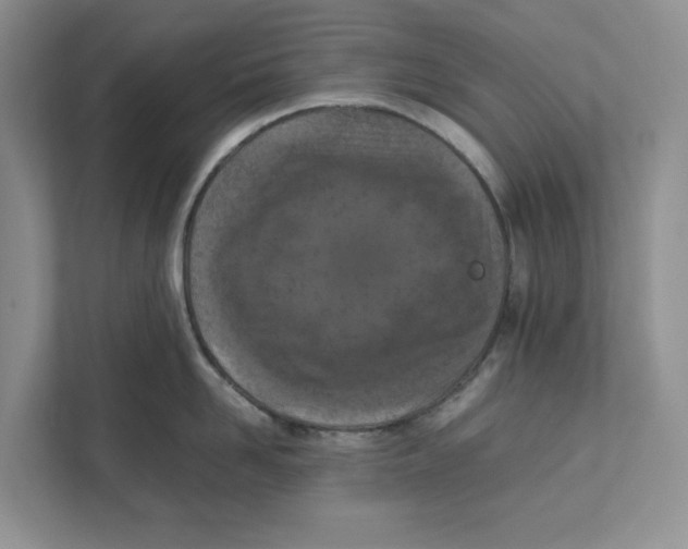 X0000111850958200908201234