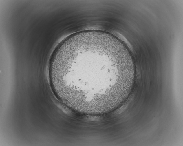 X0000111851035200908201233