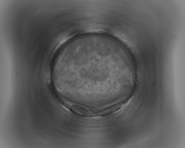 X0000111851306200908201229