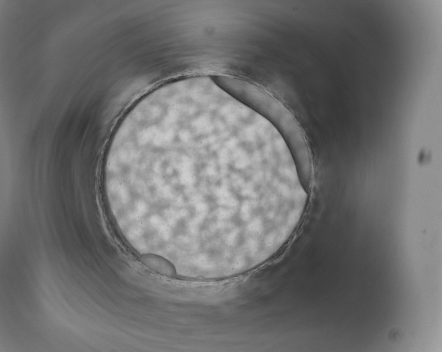 X0000111850001200909031738