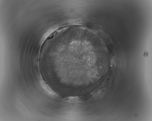 X0000111850052200909031737