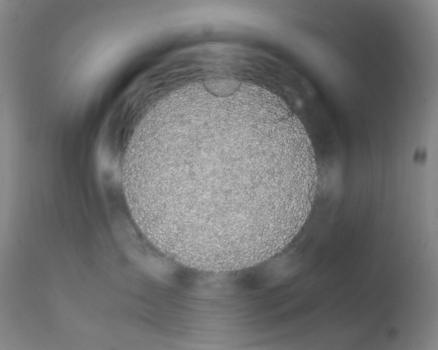X0000111850431200909031732