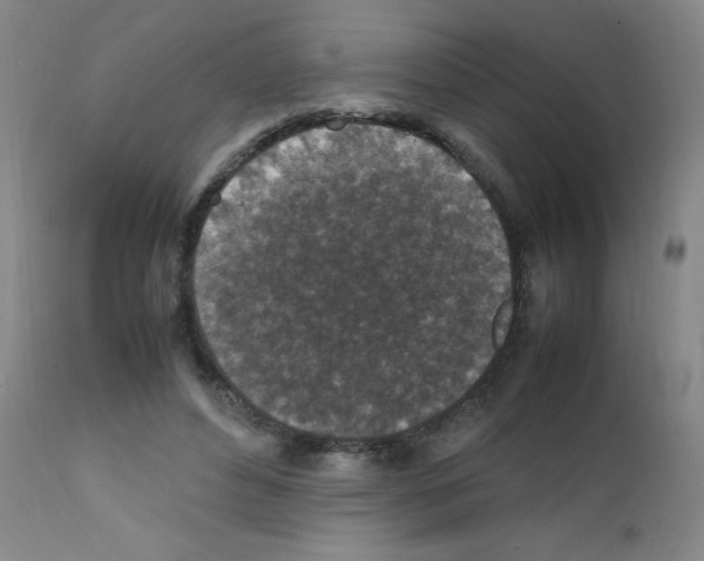 X0000111850496200909031730