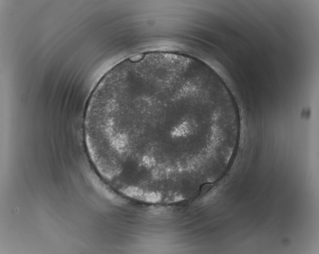 X0000111850850200909031725