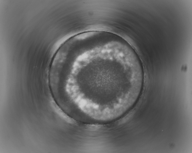 X0000111850854200909031725