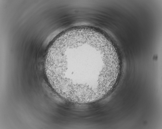 X0000111850921200909031724